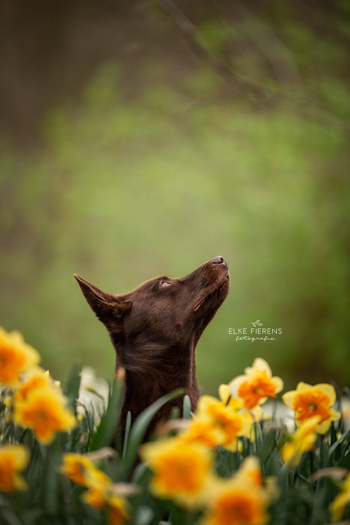 hondenfotograaf - australische kelpie