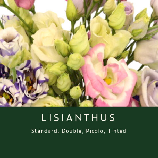 Lisianthus