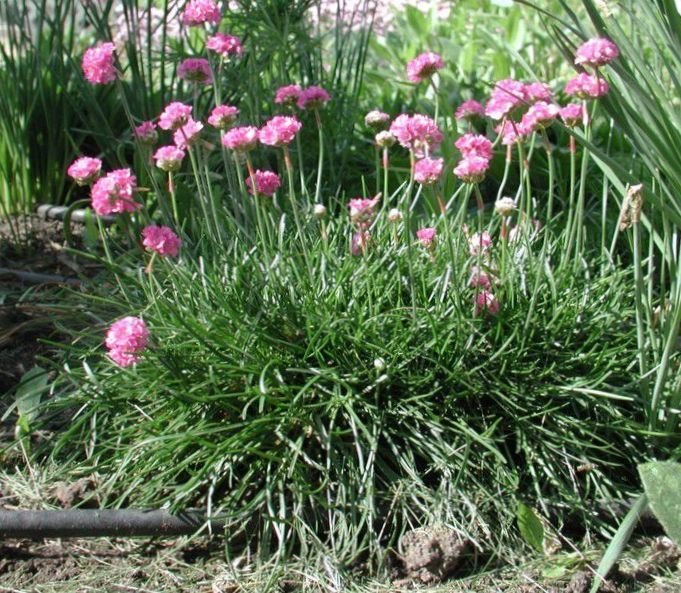 75_2221_sea_pink_sea_thrift_big