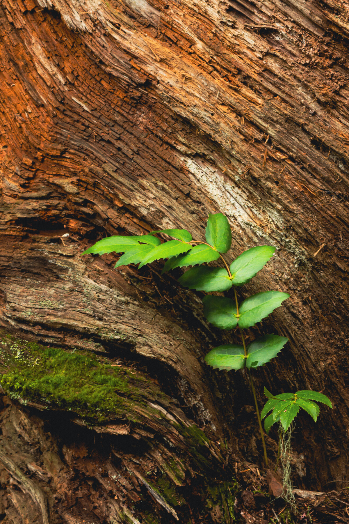 vines_0071_2