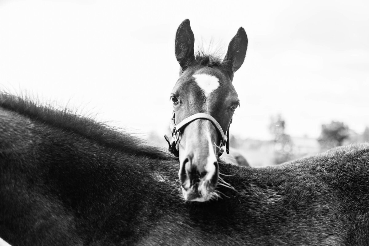thoroughbred-horse-photography-saratoga-ny