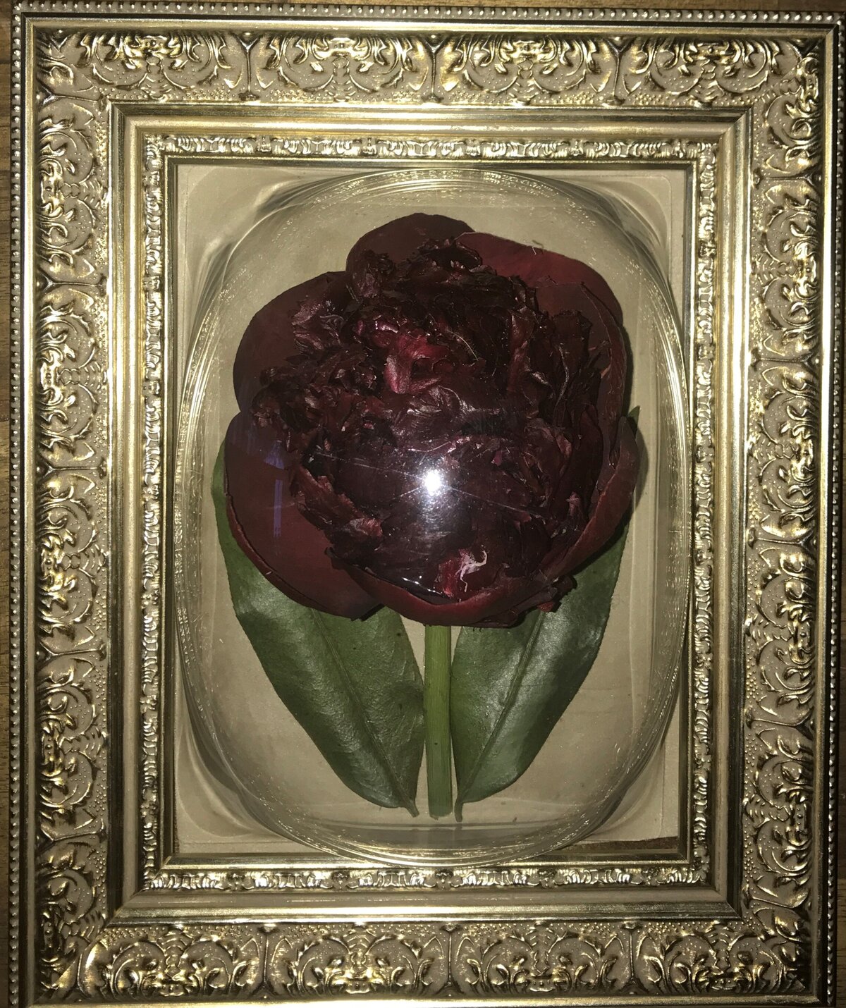Rose preserved in pod