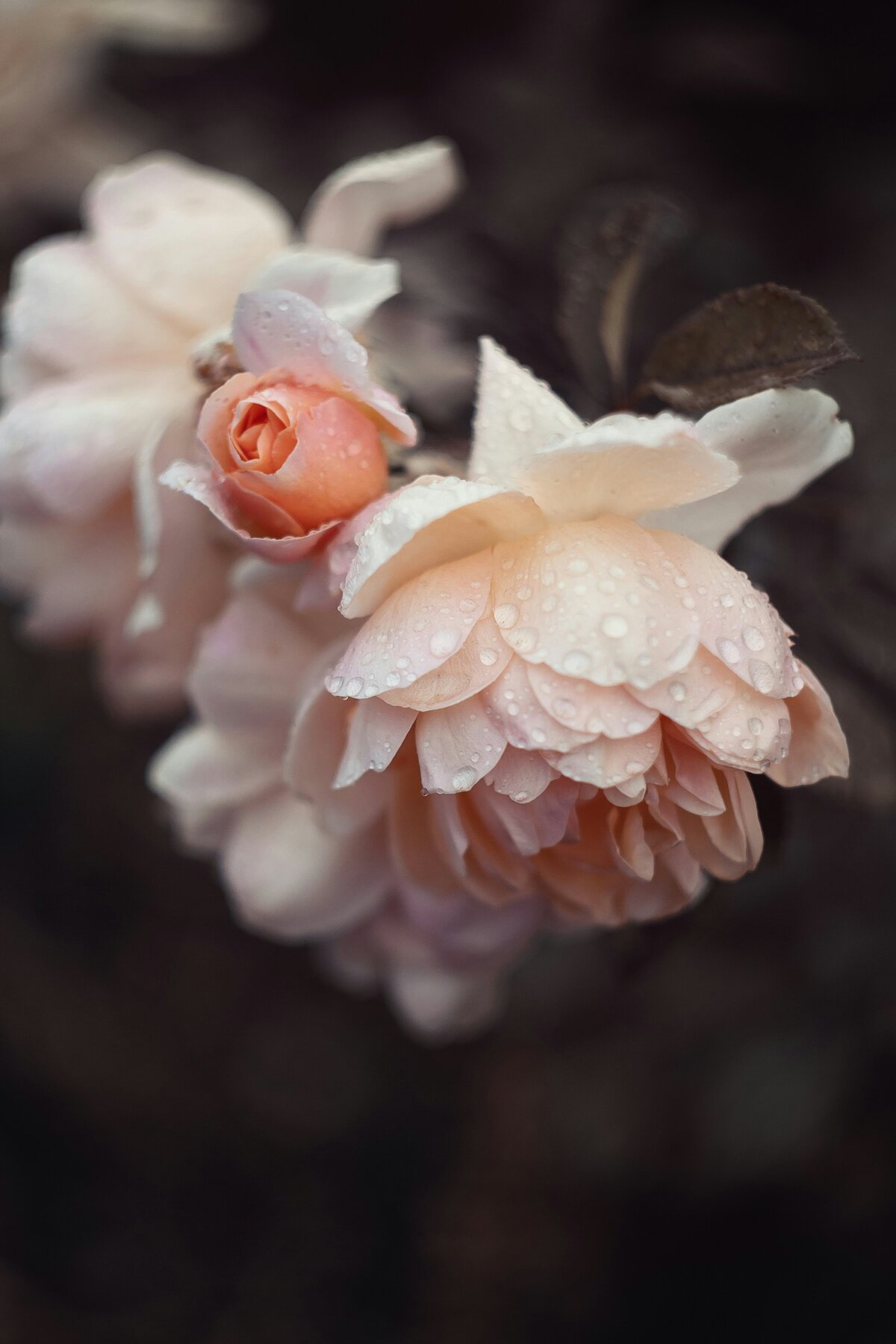 nadiia-ploshchenko-0CYn7-10qdM-unsplash