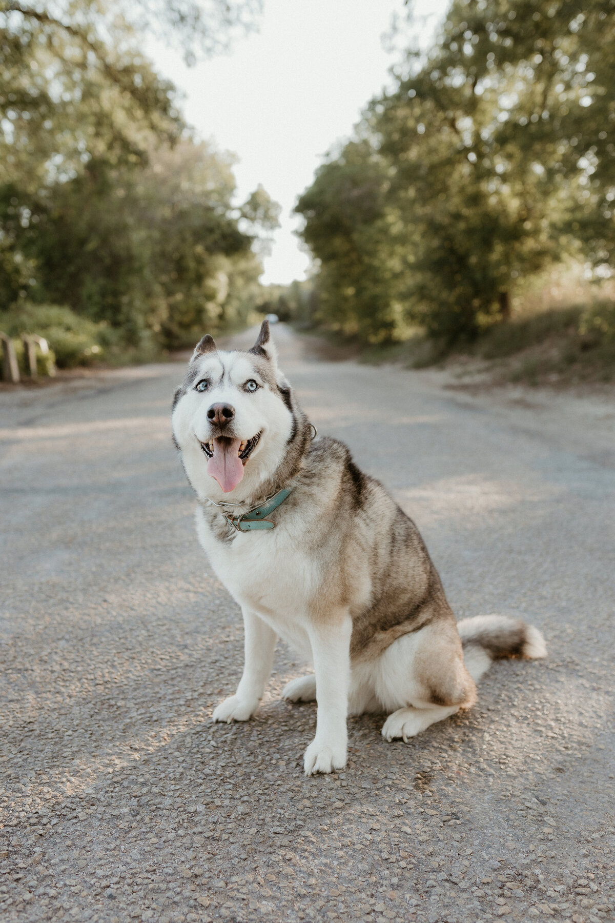 Georgetown Pet Photographer