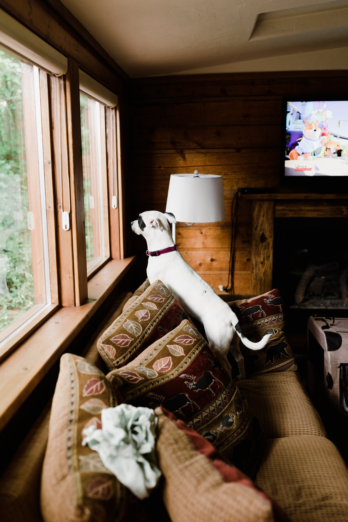 Dog up on sofa looking out the window at Dallenbach Ranch Colorado