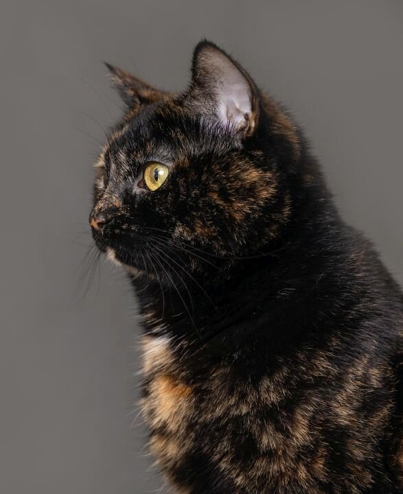 lilla-bordas-portraits-tampa-CAT-photographer1217