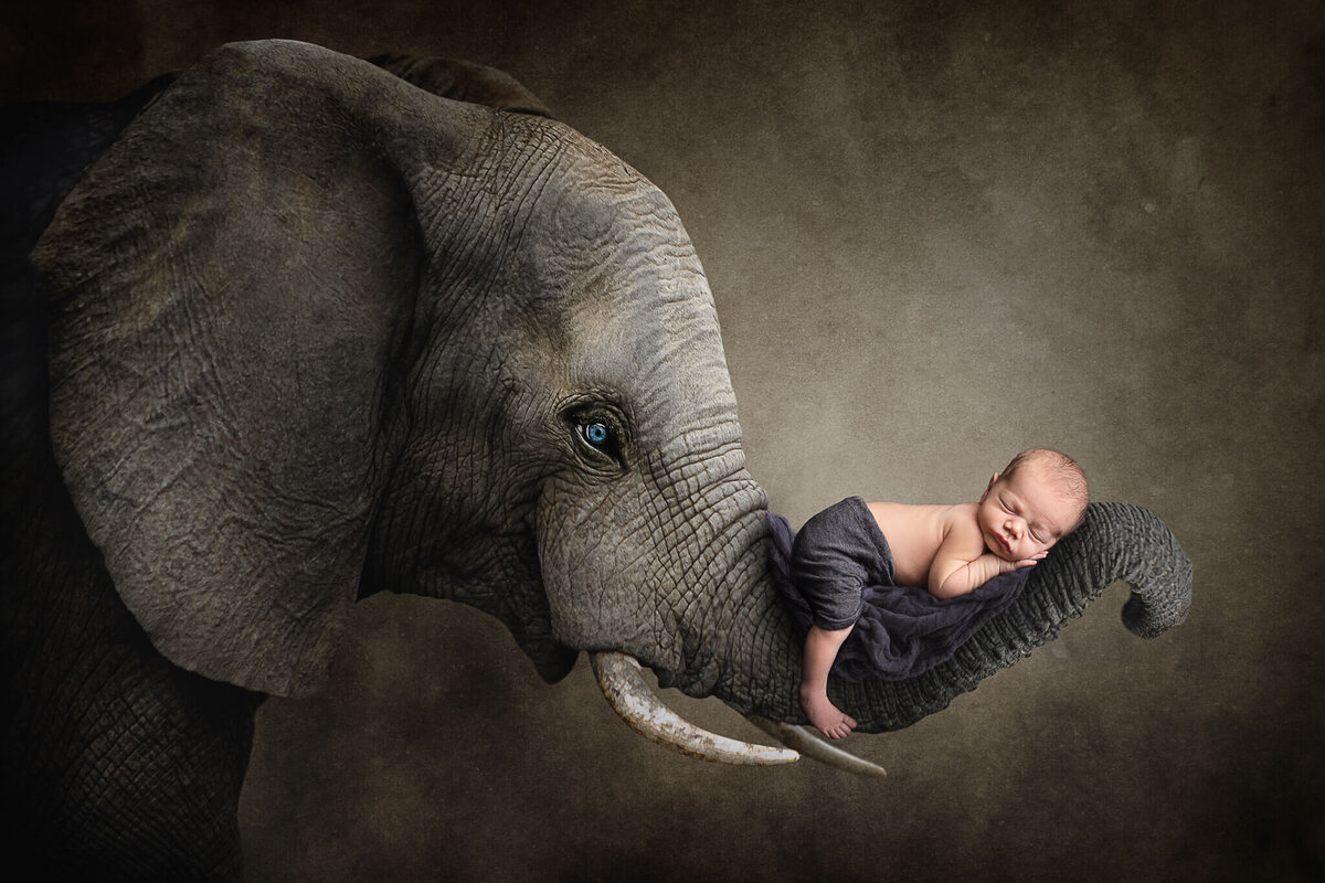 Akron newborn photography with an elephant digital composite.