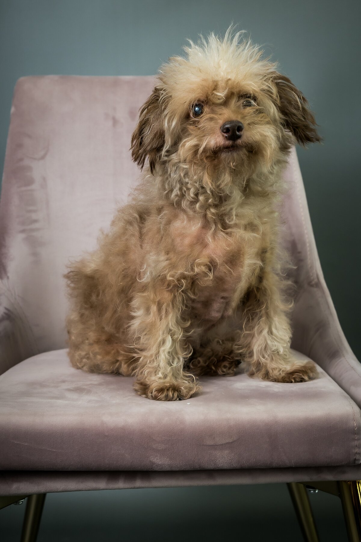 sacramento best dog photographer_136