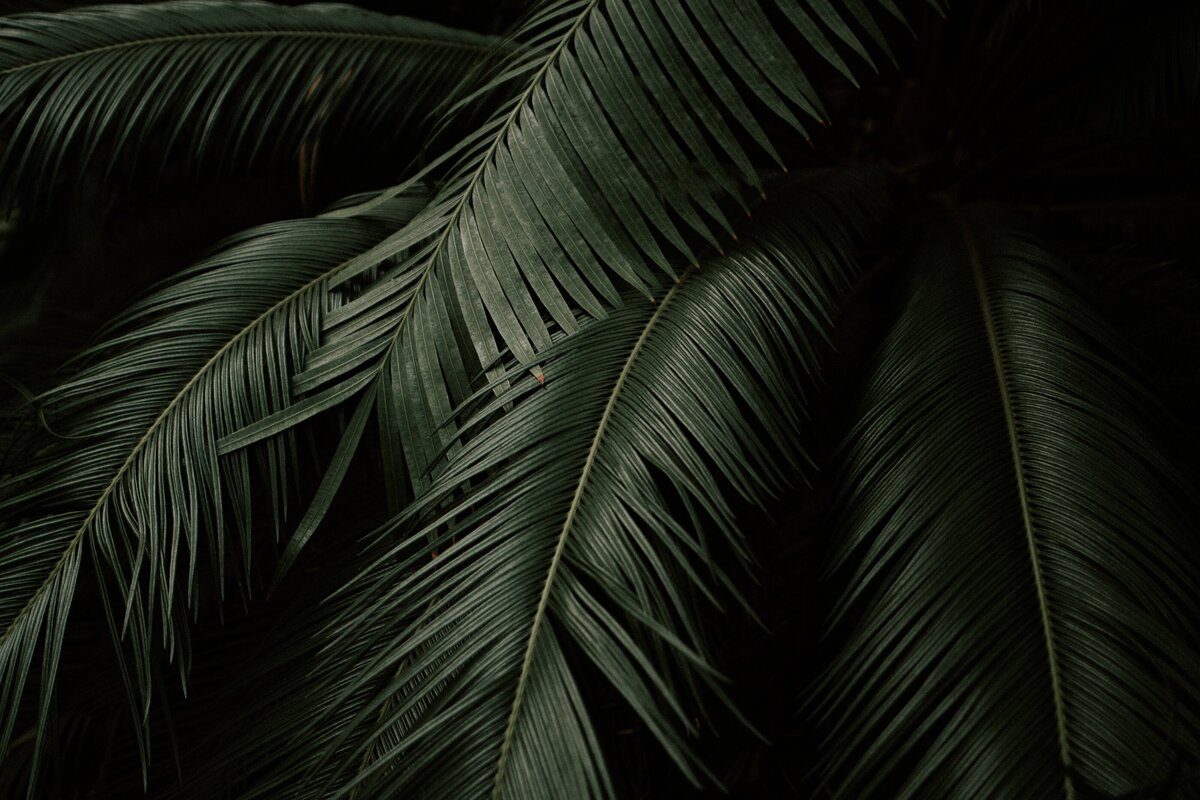 jessica-favaro-tZbULR3VWhQ-unsplash