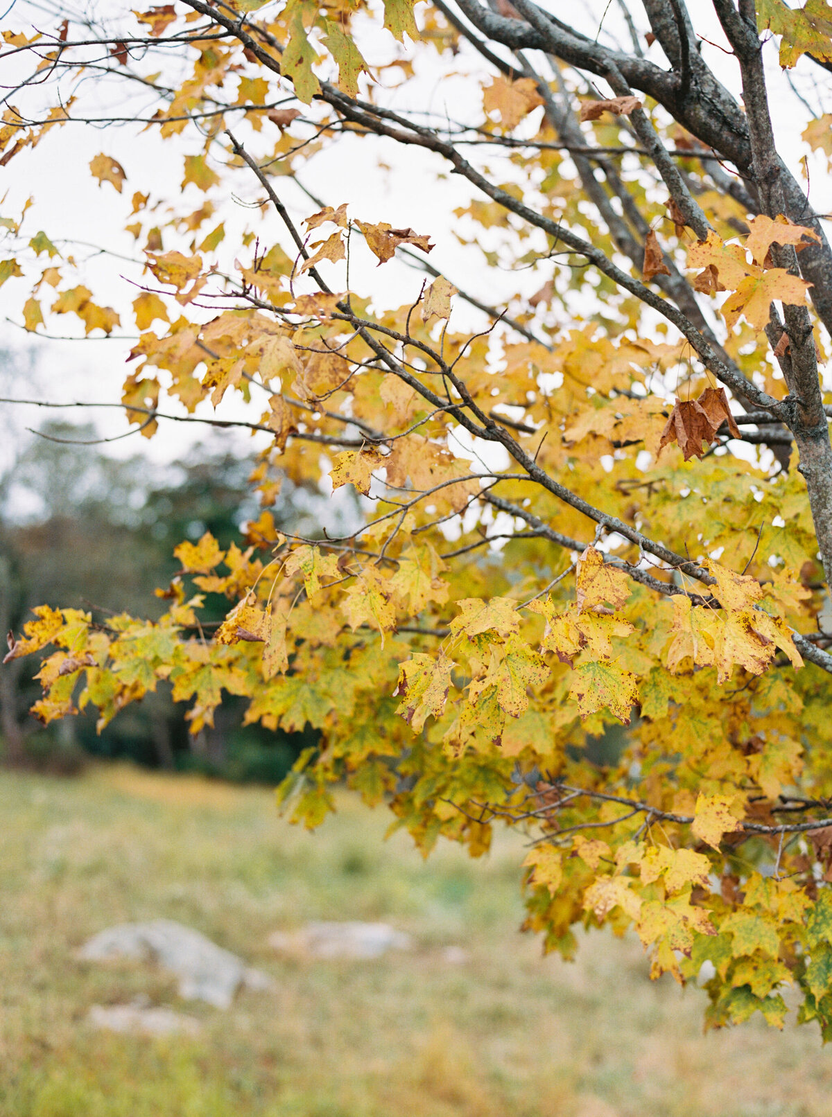 sarah-lord-photo-cottagecore-8