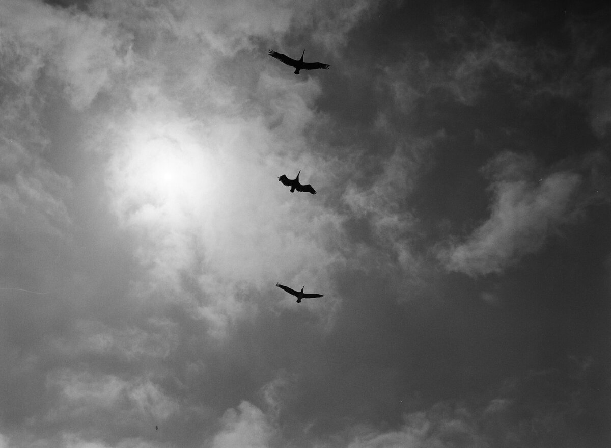 black and white film photograph of birds in the sky and sun