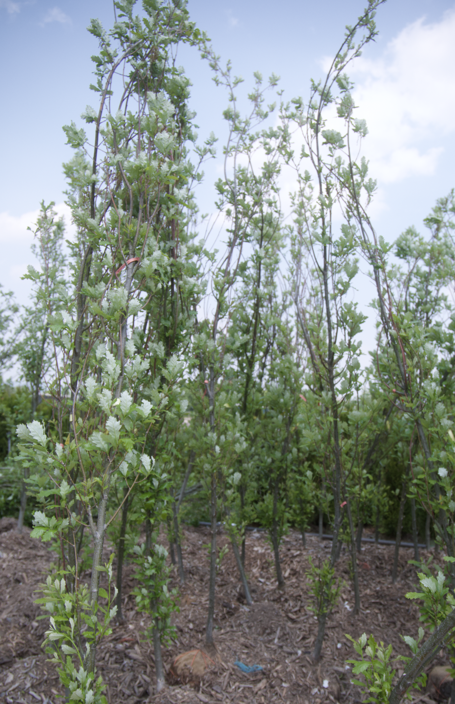 Screenshot 2025-07-21 at 10.58.39 AM