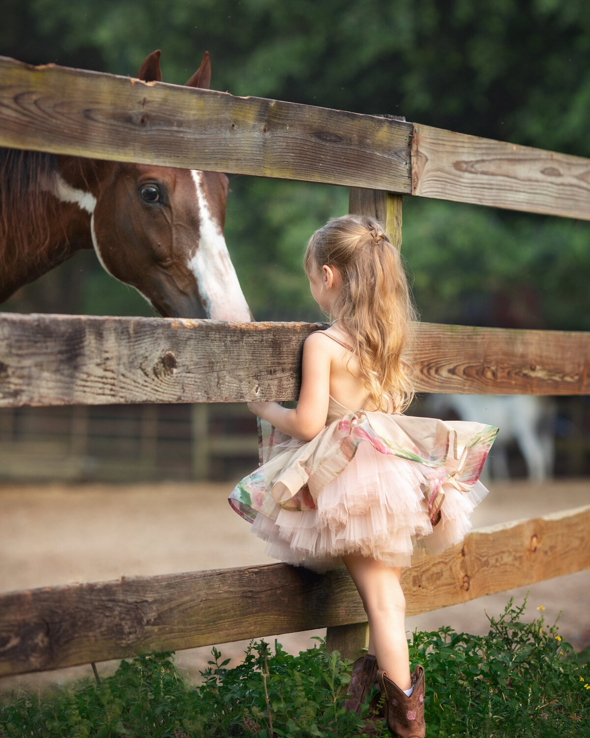 Paint horse with his ears forward on one side of a wooden fence.  On the other side of the fence, a young girl has her back to the camera and is wearing cowboy boots and a rose colored tutu.