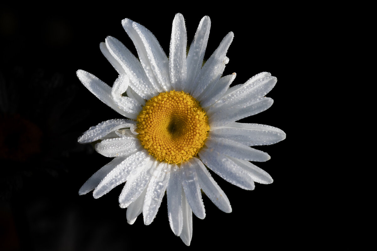 ox-eye_daisy_3840