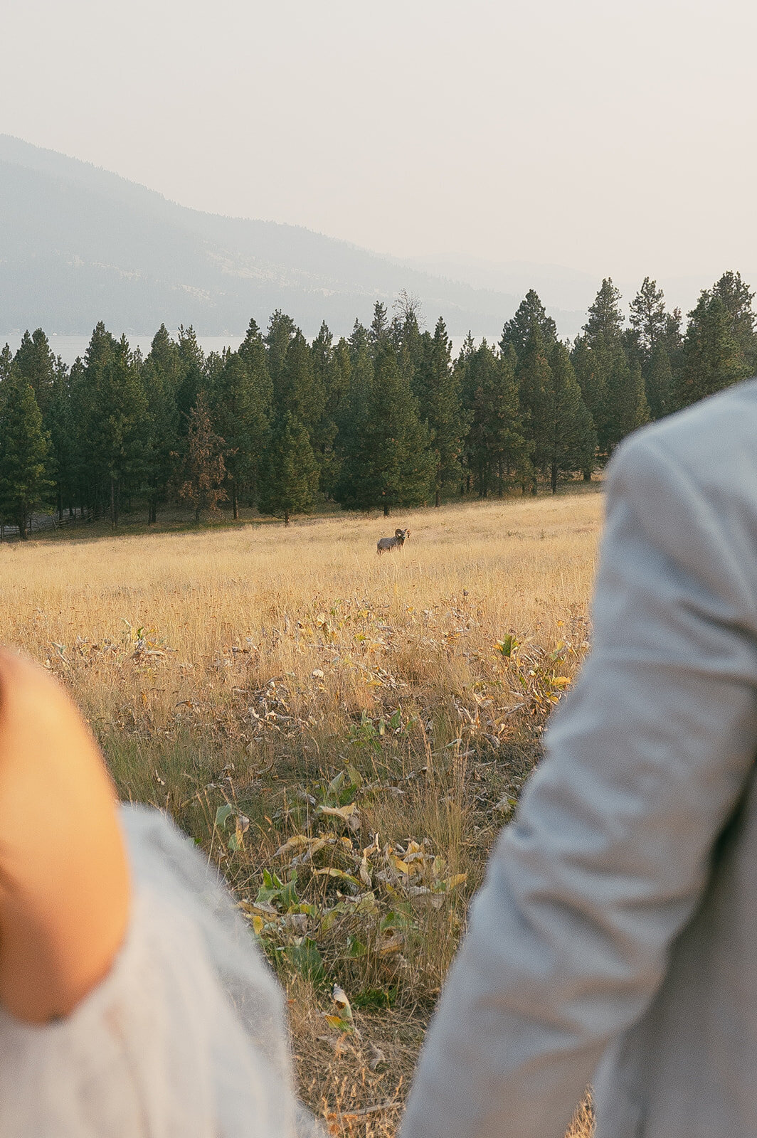 presley-gray-photo-wild-horse-montana-elopement-9191