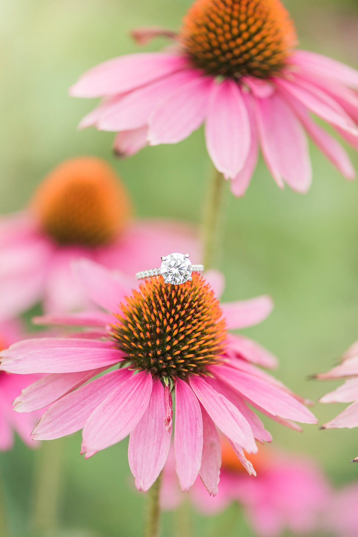 engagement ring on coneflower pink