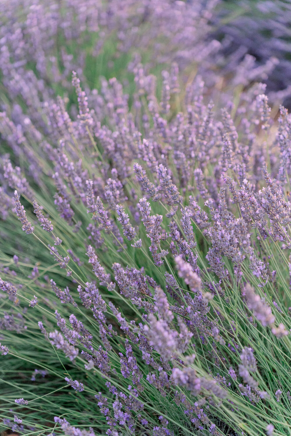 Marriage-proposal-in-the-lavender-fields2