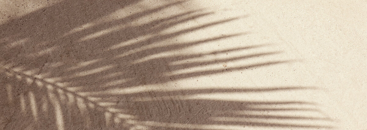 a shadow on the wall of a palm leaf