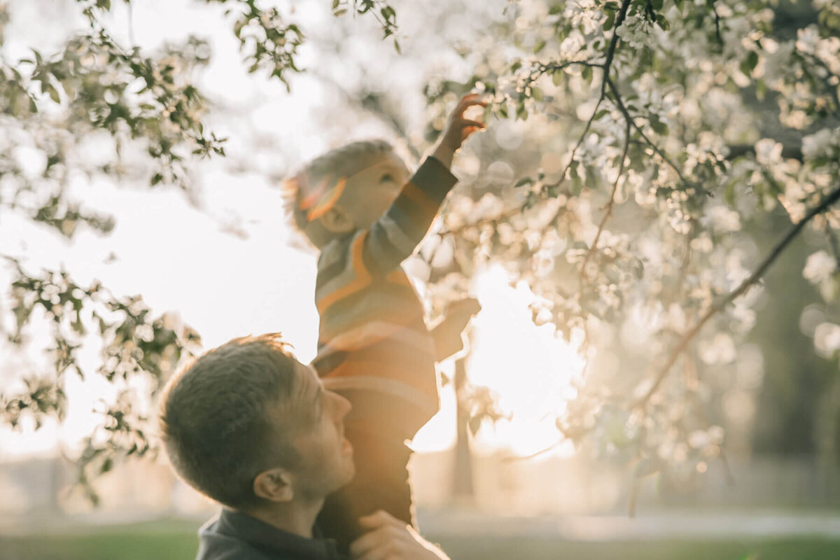 A small boy sits on his father's shoulders and reaches up for some blooms in hazy golden hour backlighting during a sunset family photo session.