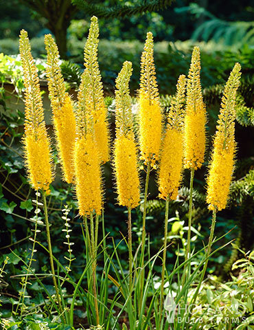 87114-bungei-yellow-eremurus