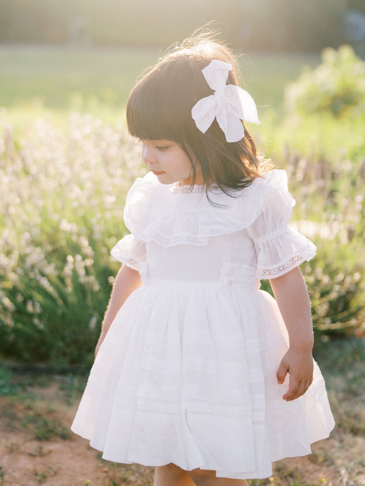 lavender field family photographer northern virginia