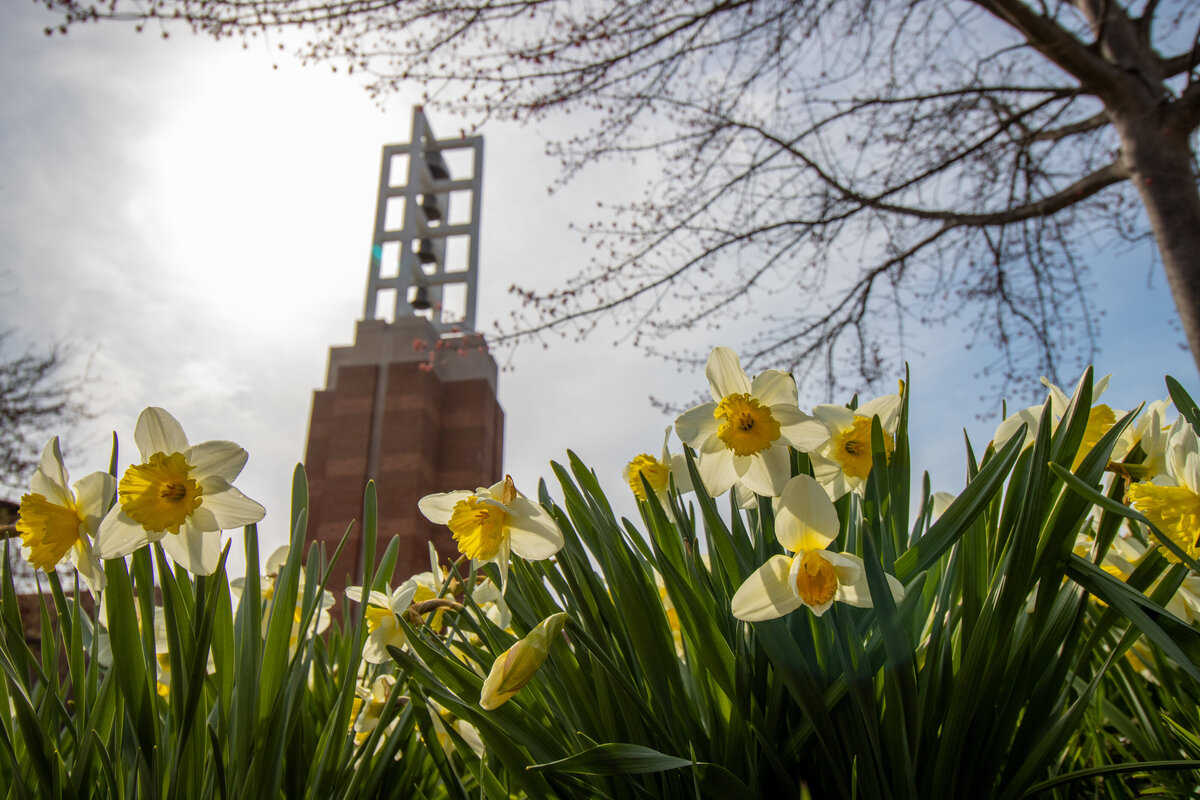 040621 daffodils ground pov with grass and bell tower 2 copy
