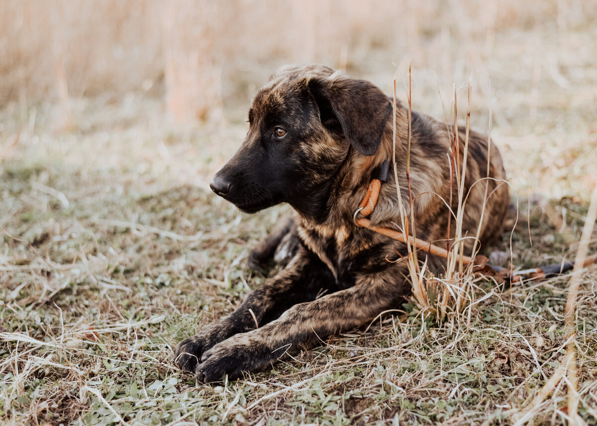 Estrela Mountain Dog Puppy Shor Haired-10