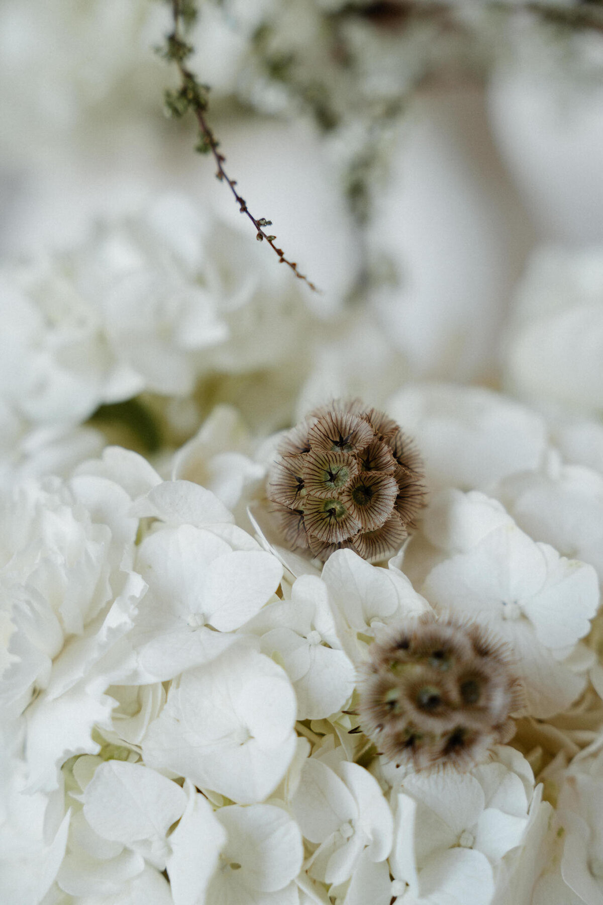 symbiosis-sidonievidalphotographer-008