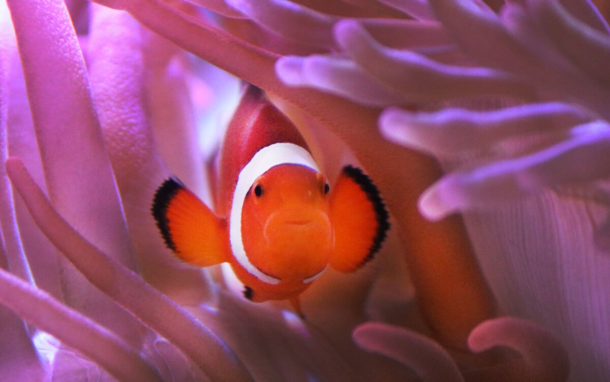 Clownfish-84ed3e1f-2500