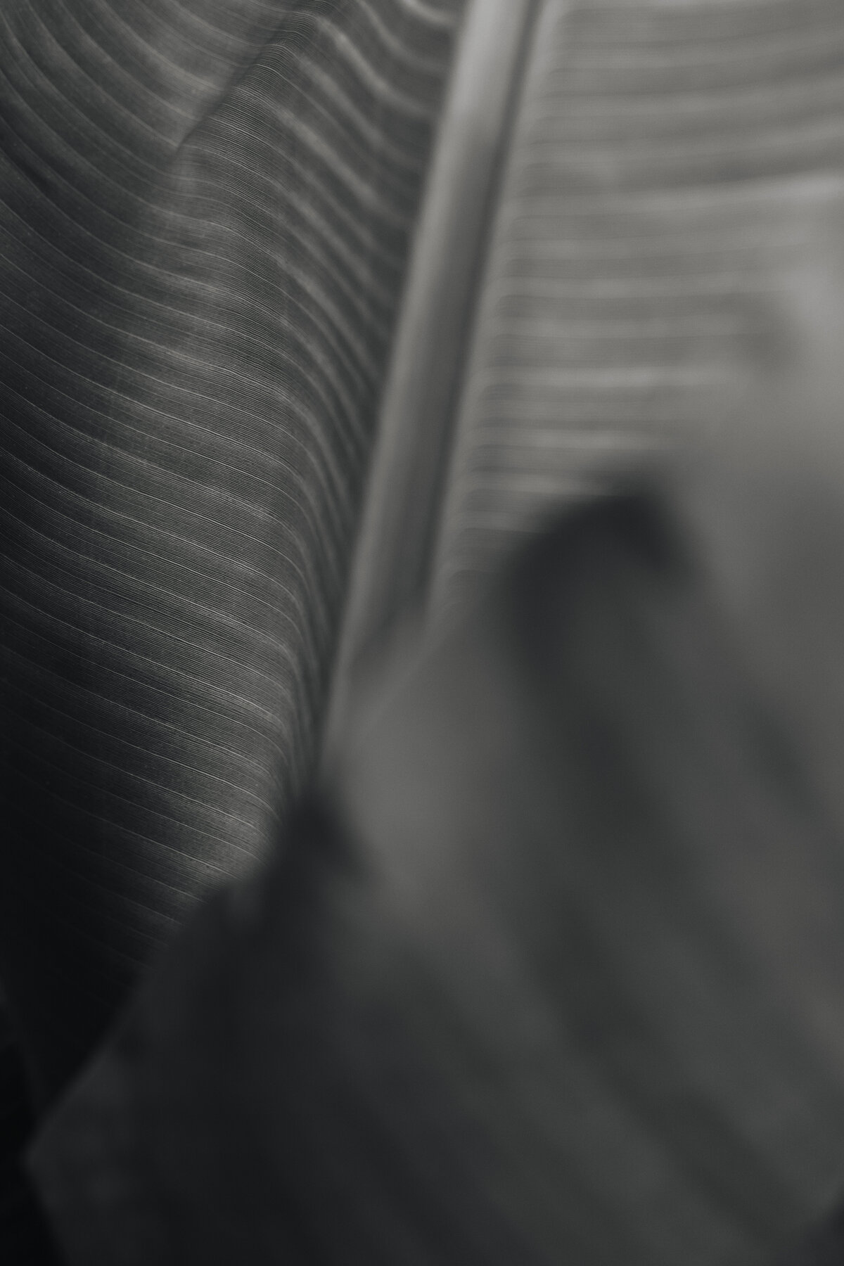 kaboompics_banana-green-leaf-backgrounds-27830