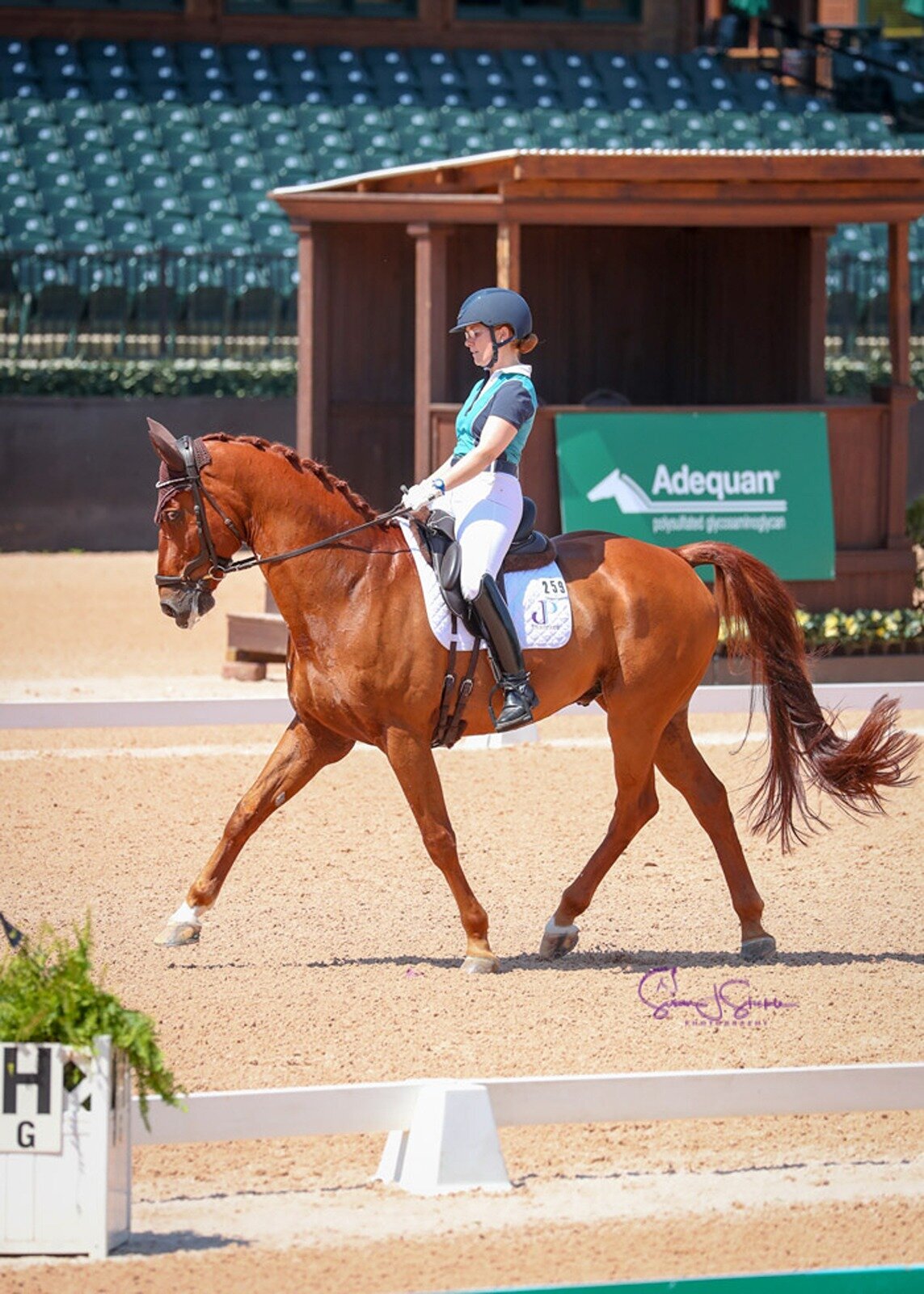 jessie-paine-jp-dressage-8