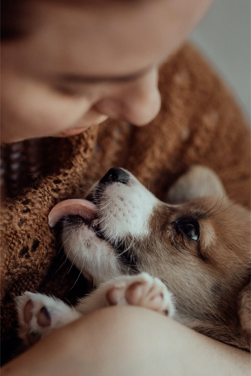 the-lifestyle-phodographer-perth-family-pet-photographer-litter00016