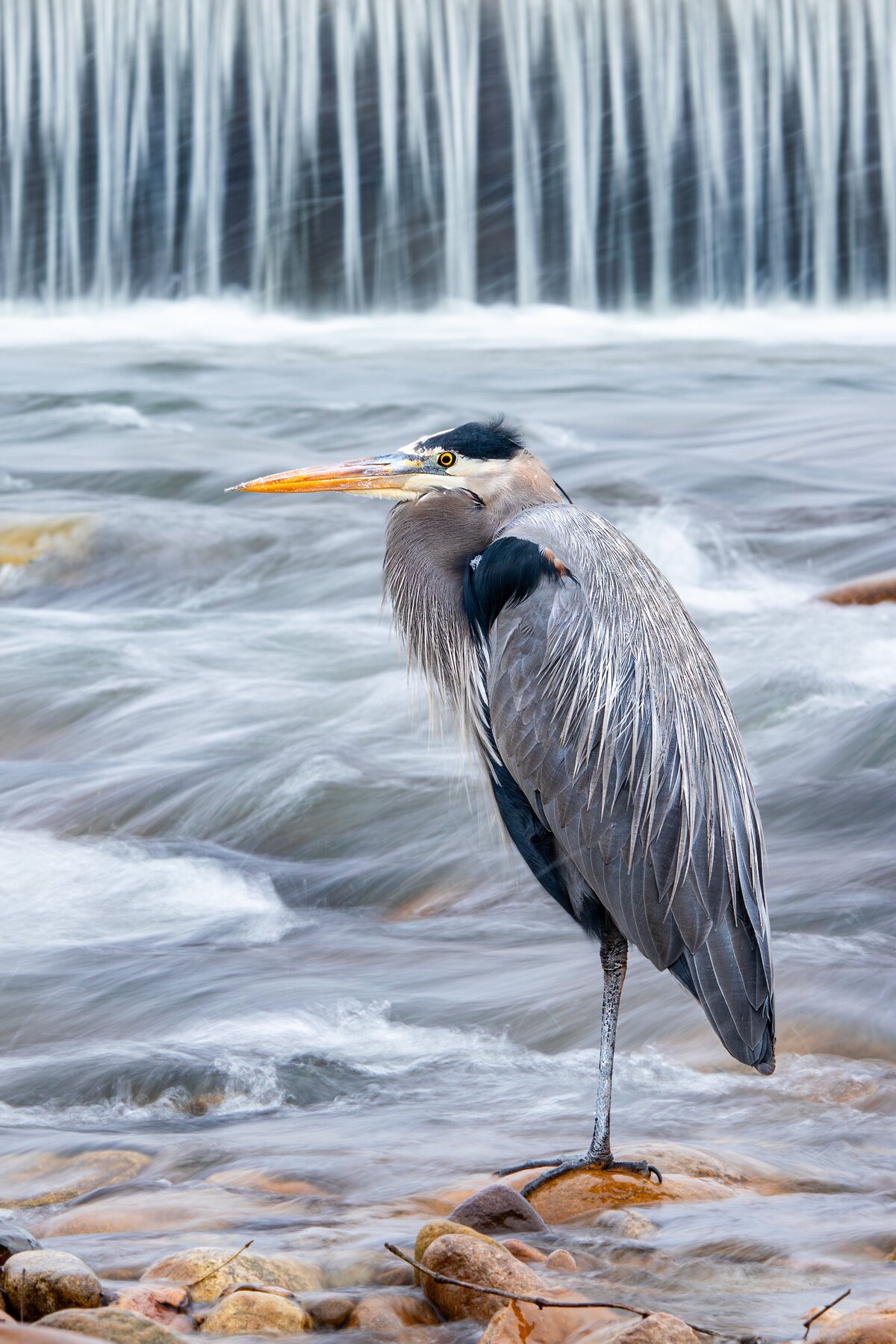 Blue Heron by Michael Kaal Photography 