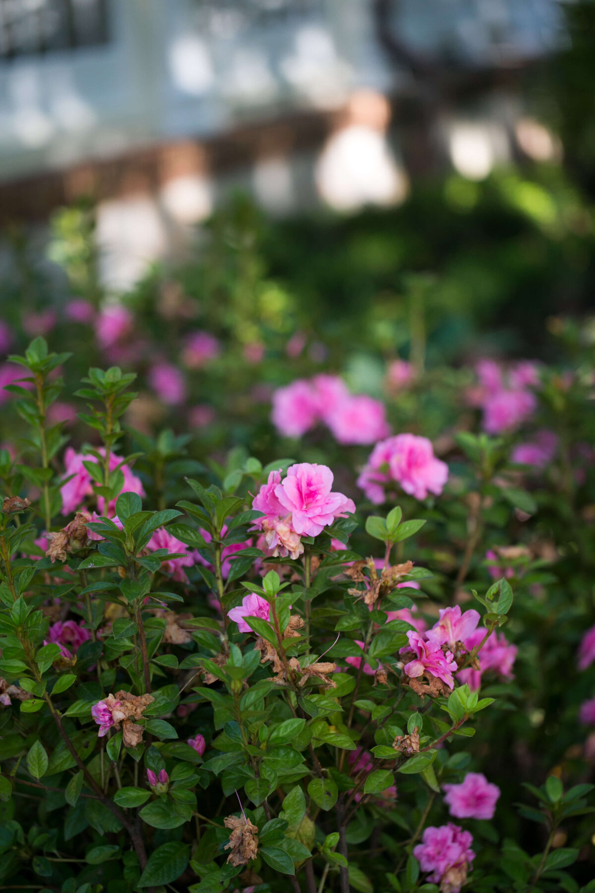Inn-Little-Washington-Julie-Napear-Photography-134