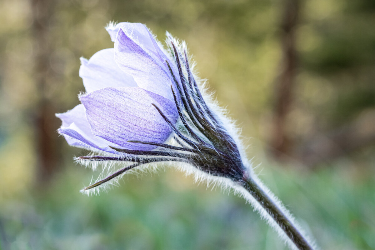 Backlit purple pasqueflower Montana wildflower, Crazy Canyon, Missoula