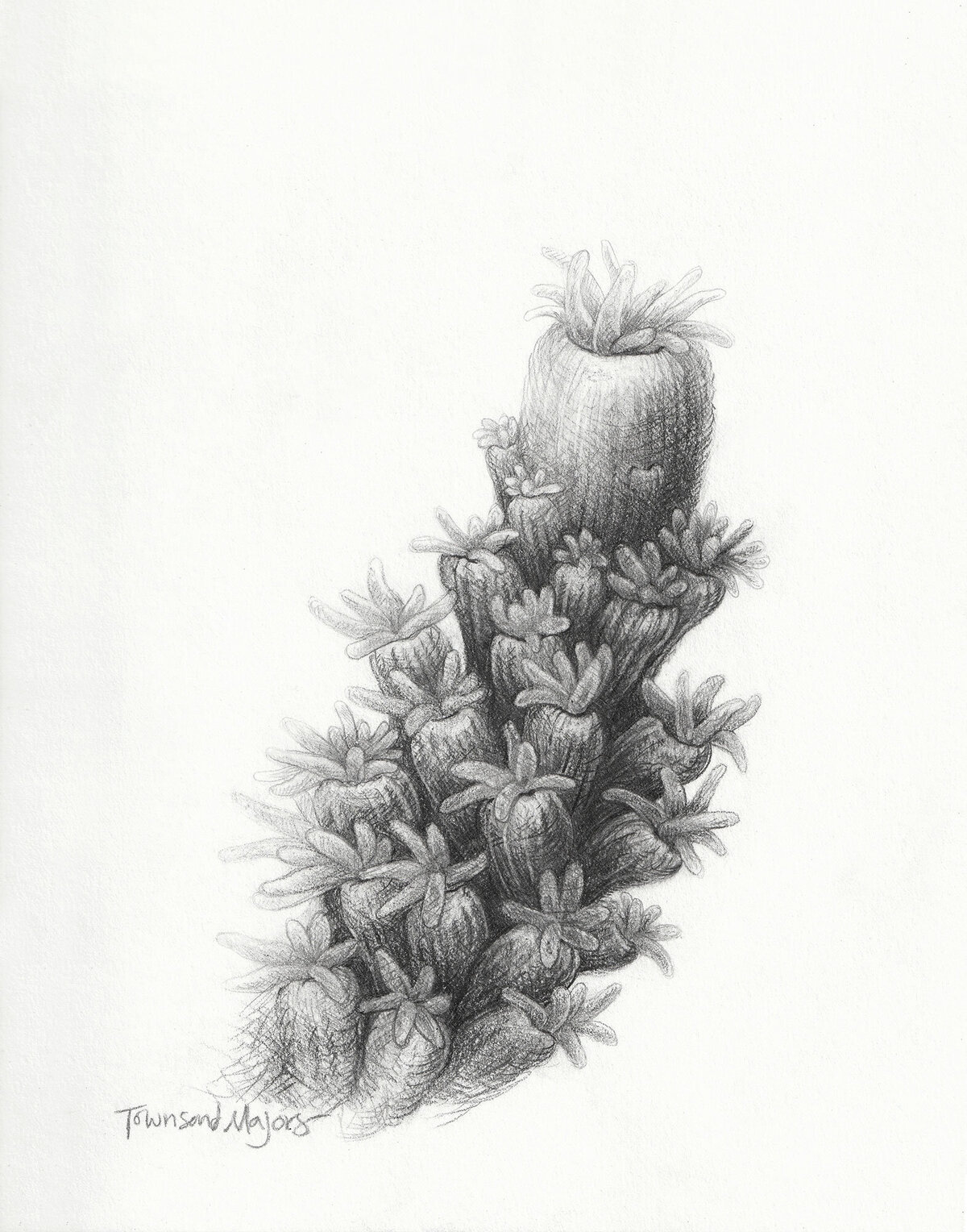 Townsend Majors graphite drawing of coral polyps