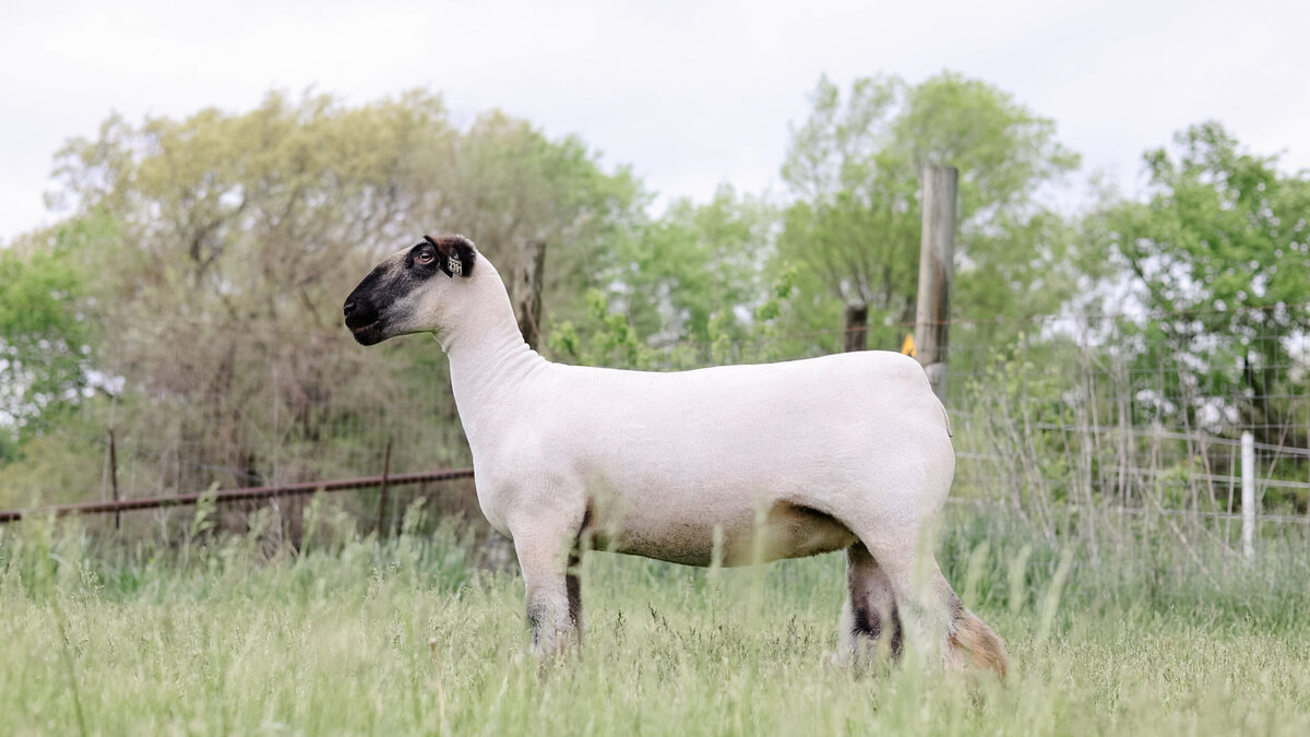 DiamondC_Mature Sheep B-Roll.00_31_03_16.Still004