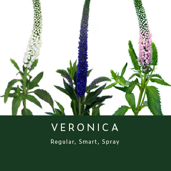 Veronica
