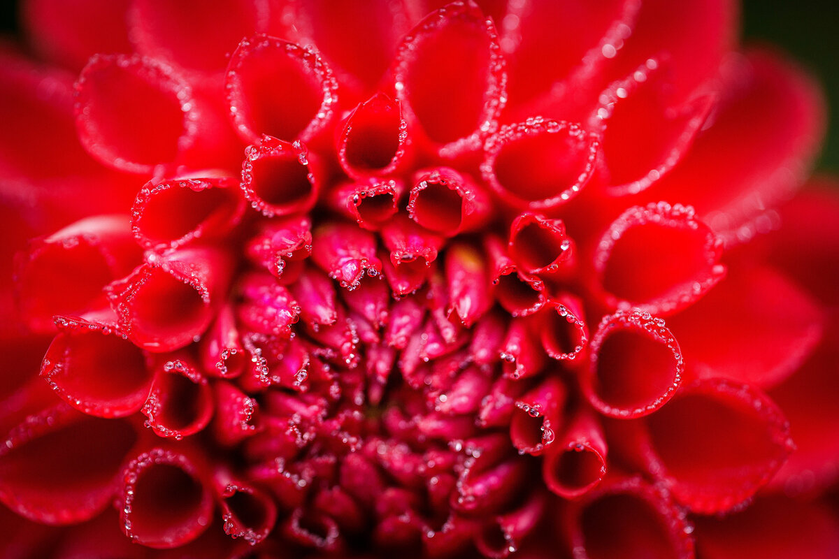 *Red-DITLMacro7-13