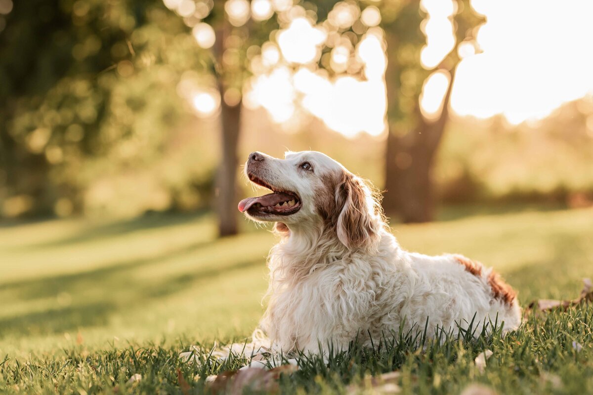 pet photography brisbane