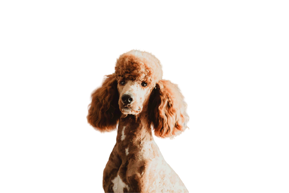 Teddy red Poodle