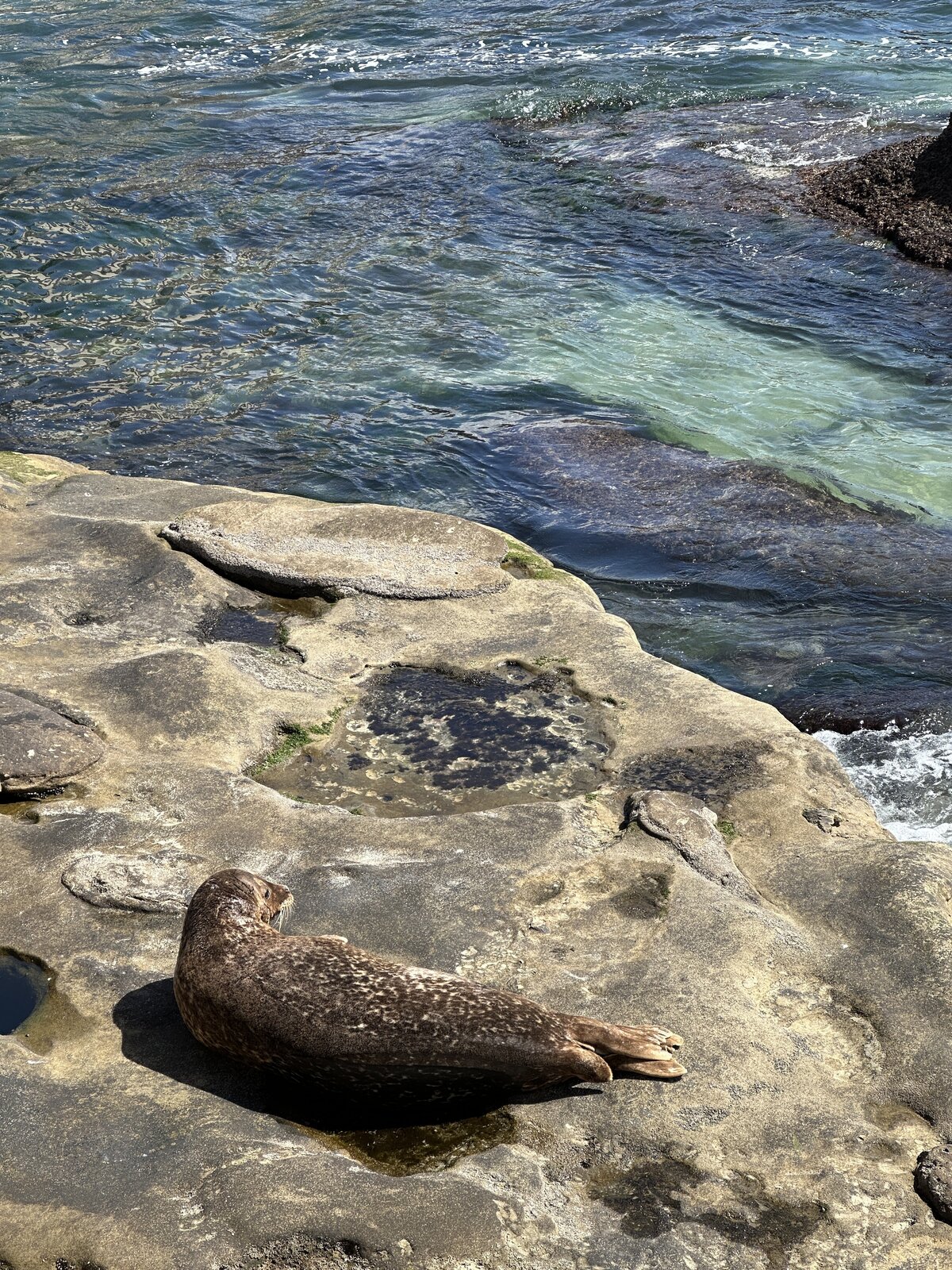 A leopard seal resting on a rock in California.