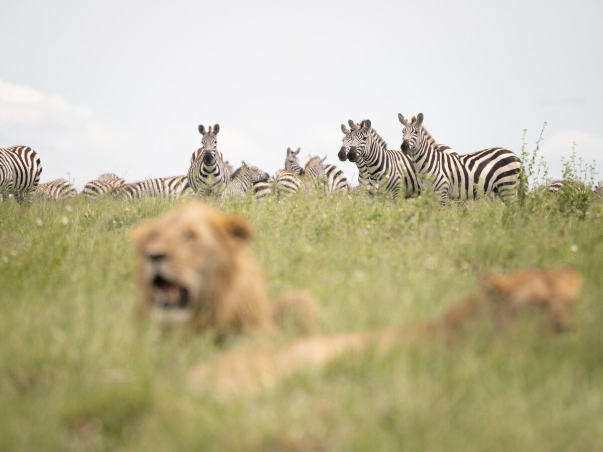 website-serengeti-animals10