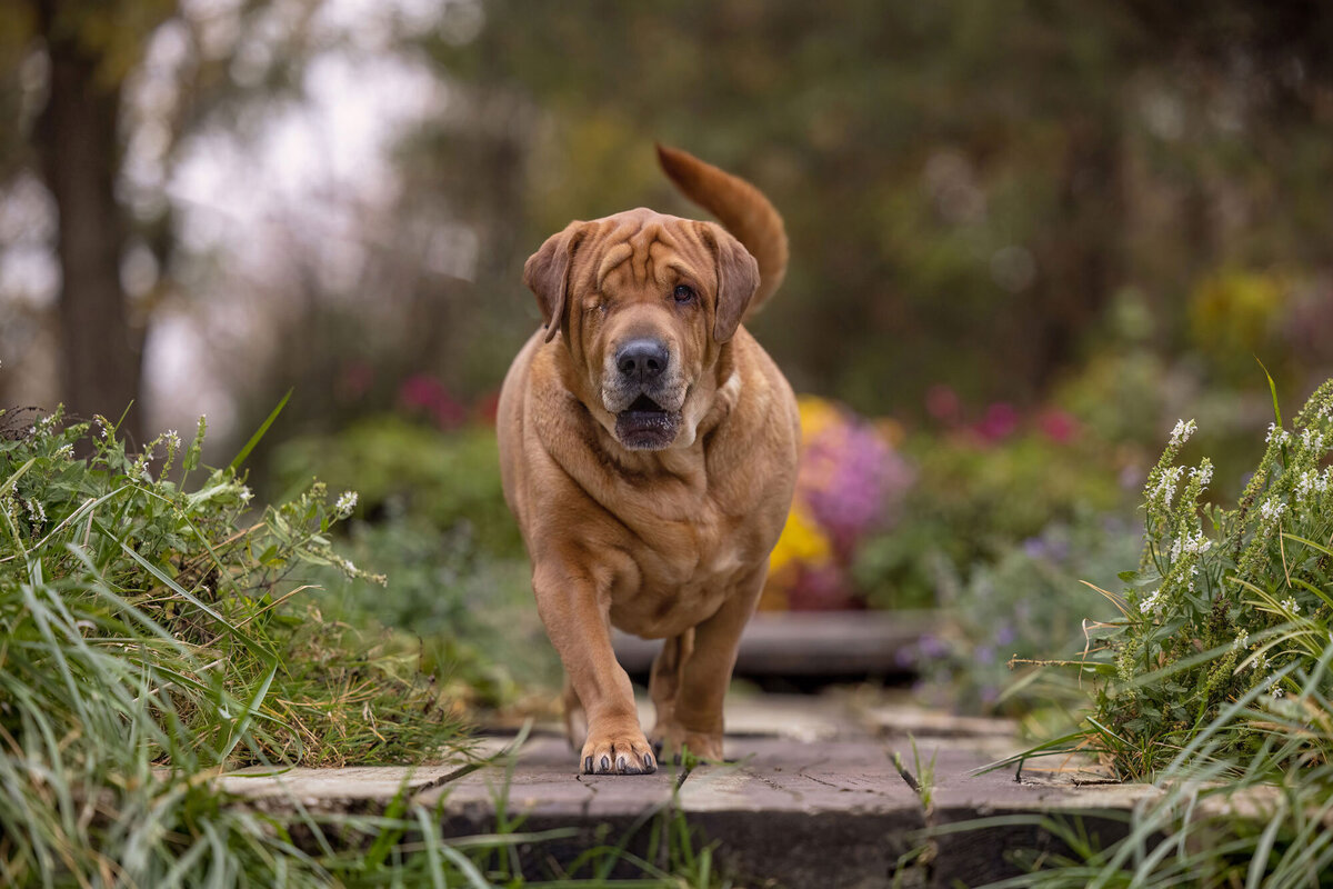 dog-with-one-eye-walking-on-a-walkway-2000px