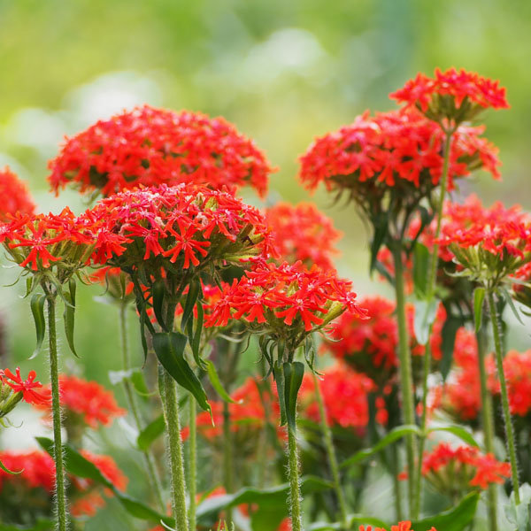 Lychnis_chalcedonica_1