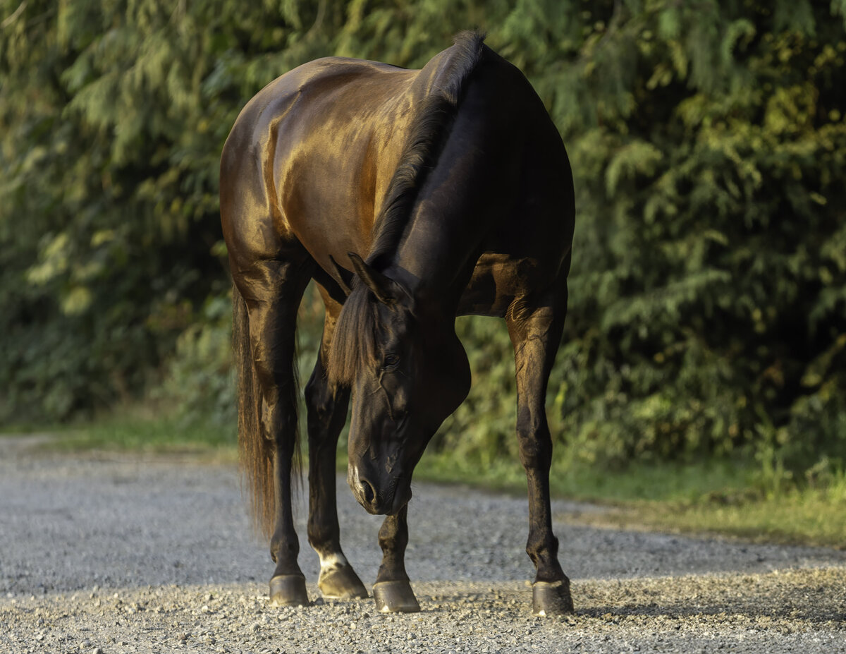 seattle-equine-photographer-3