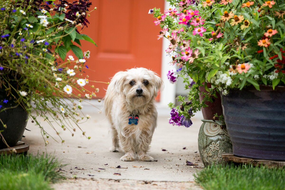 pretty white dog stands in between flower pots
