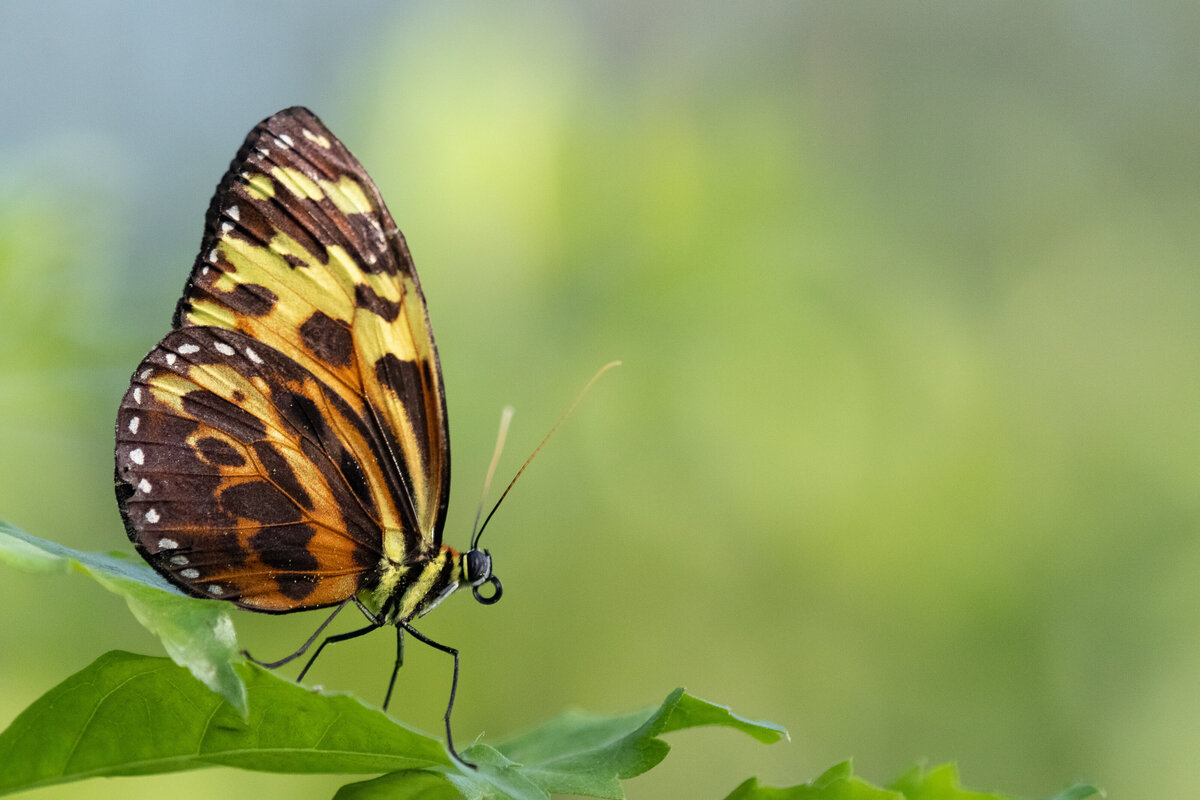 butterfly_0338