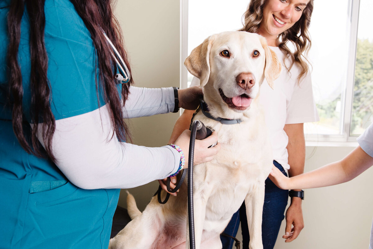 Dog-checkup-Idaho-Brand-photographer-by-southern-idaho-commercial-brand-photographer-erin-moore