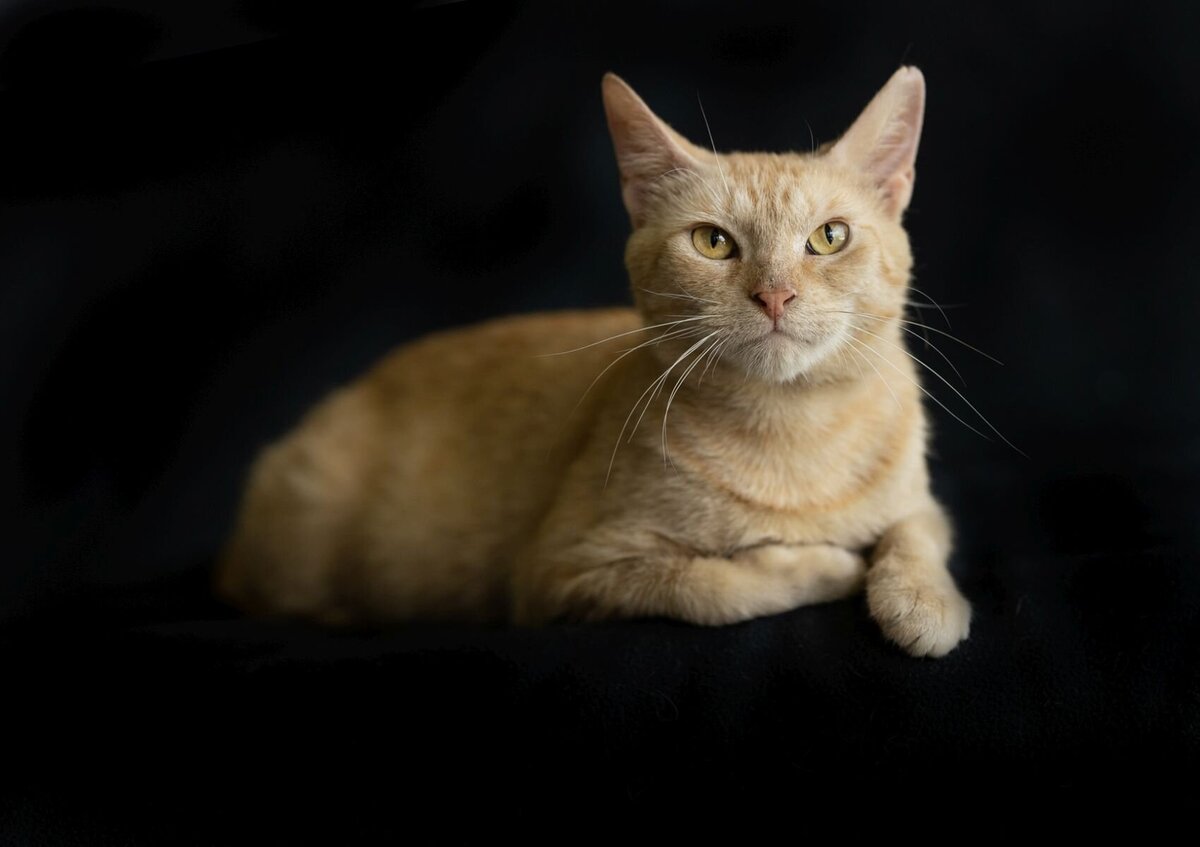 lilla-bordas-portraits-tampa-CAT-photographer1234